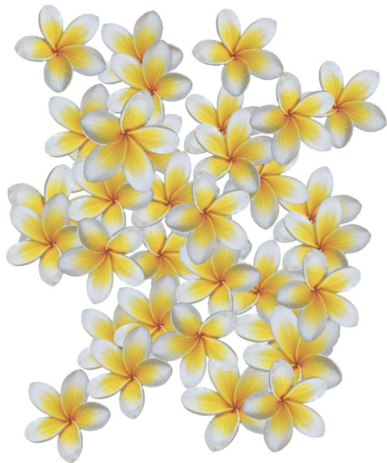 Frangipani bloom by JOHANNESART