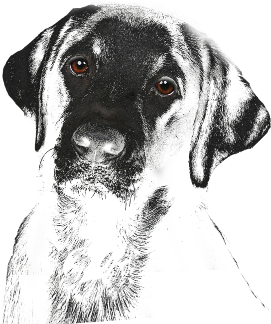 Black Dog by GNDesign