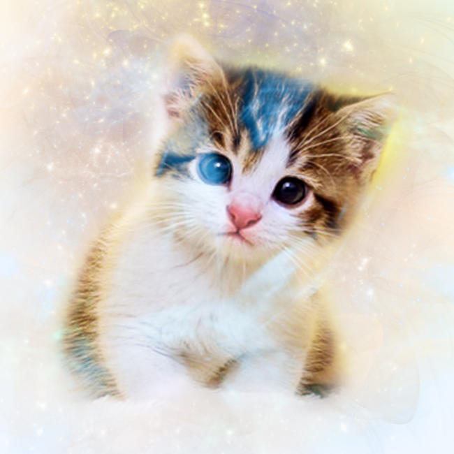 Galaxy Meow Scottish Fold Cat