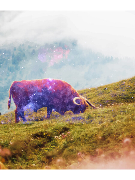 Space Cow Series I