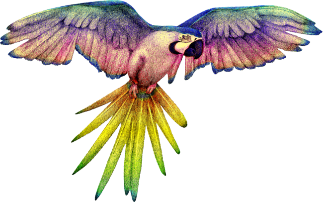 Rainbow Macaw in Flight