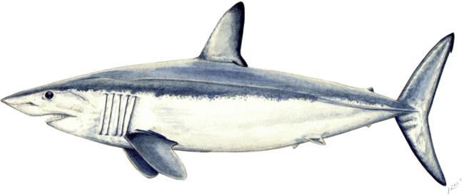Mako shark (Isurus oxyrinchus)