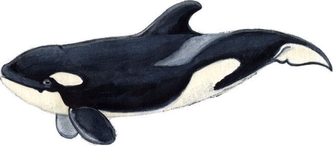 Baby orca (Orcinus orca)