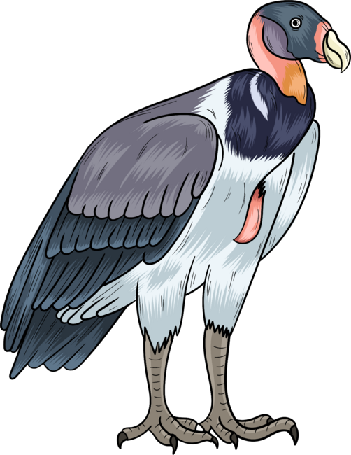 King vulture bird cartoon illustration.