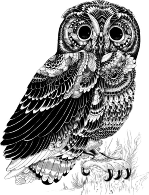 Owl Drawing Graphic Art