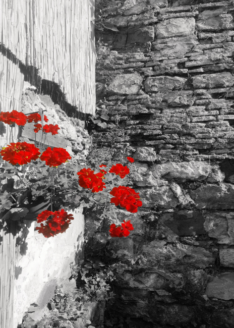 Red Flowers Wall