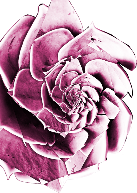 Fibonacci Rose