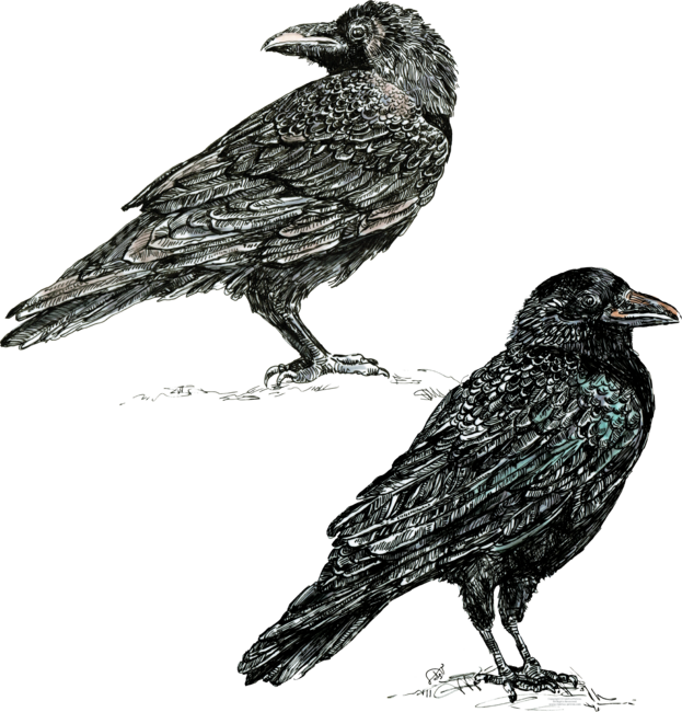 Two Crows