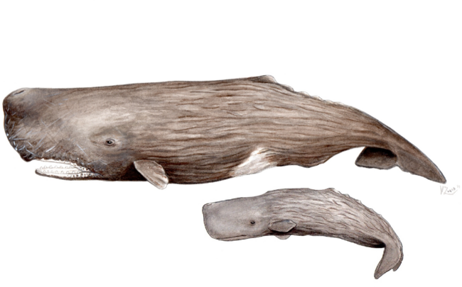 Sperm whale  (Physeter macrocephalus)