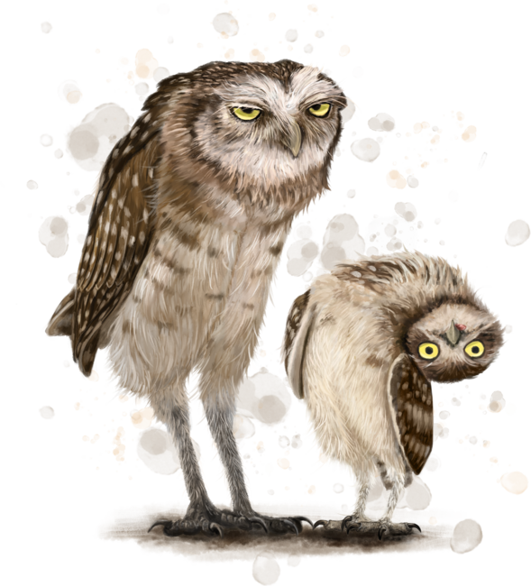 Grumpy Owl. Silly Owl