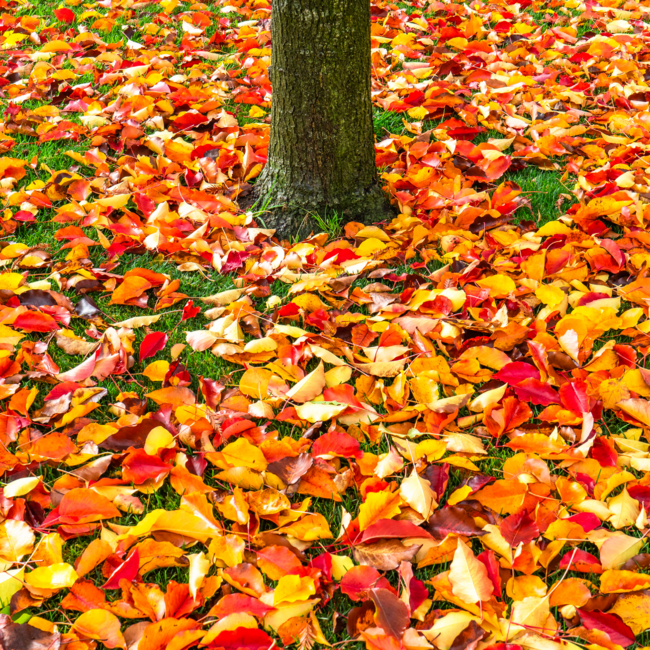 Fall/Autumn Leaves