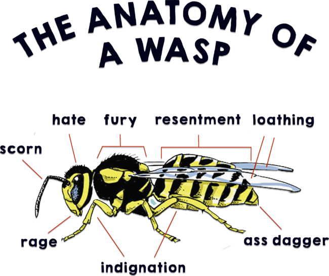 The Anatomy of a Wasp
