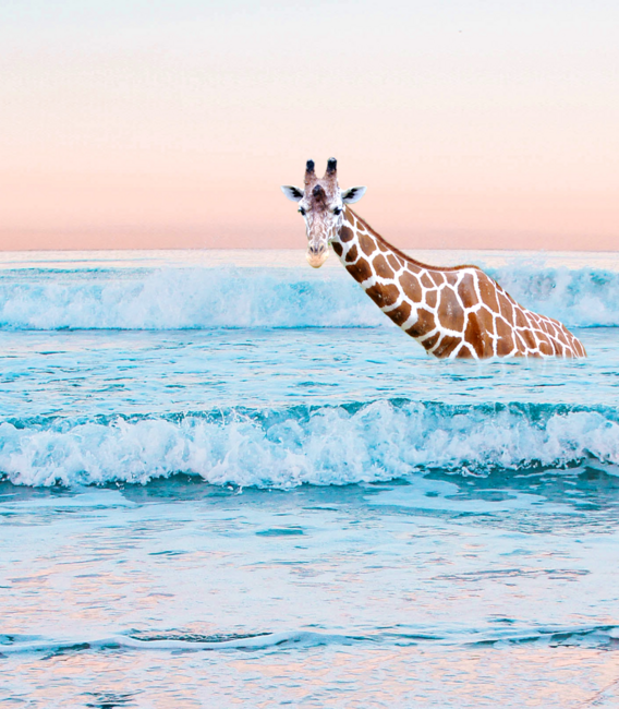 Giraffe Takes a Dip in the Ocean