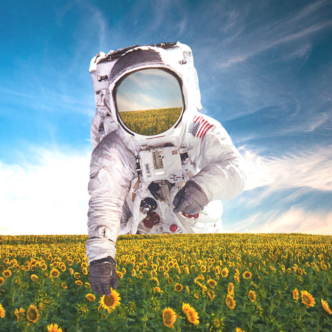 Astronaut Picking Sunflowers in the Field