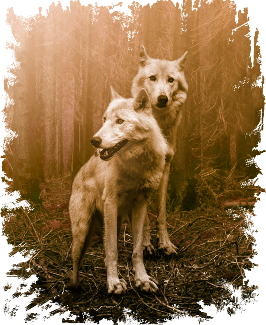 WOLVES IN NATURE FOREST
