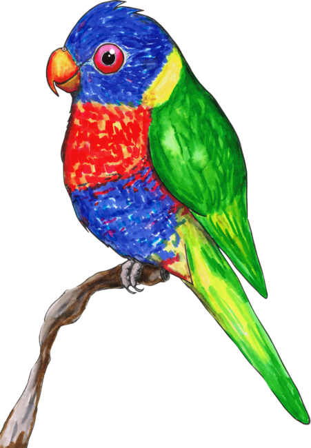 Cute rainbow lorikeet by Bwiselizzy