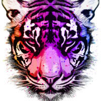 Gradient Tiger