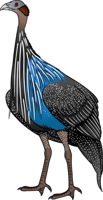 Vulturine guineafowl bird cartoon illustration