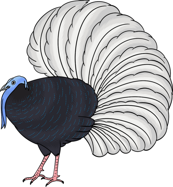 Bulwer's pheasant bird cartoon illustration