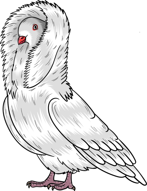 Jacobin pigeon bird cartoon illustration