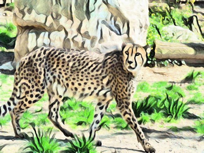 Prowling Cheetah Digital Art