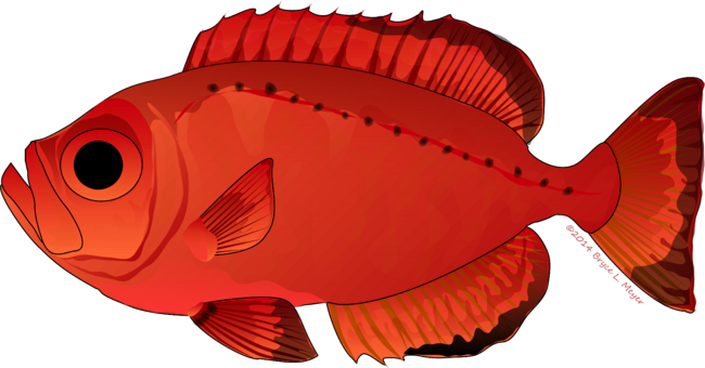 Moontail Bullseye Bigeye fish