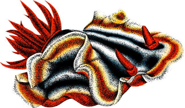 Nudibranch by LorenDowding