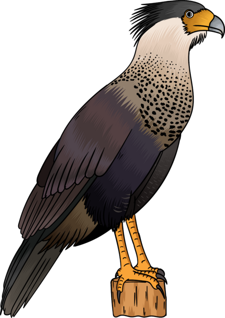 Crested caracara bird cartoon illustration
