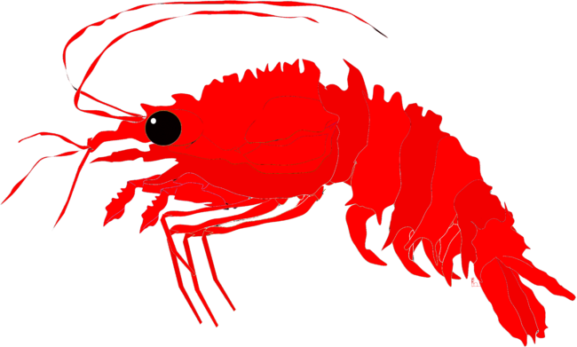 Deep Sea Red Shrimp