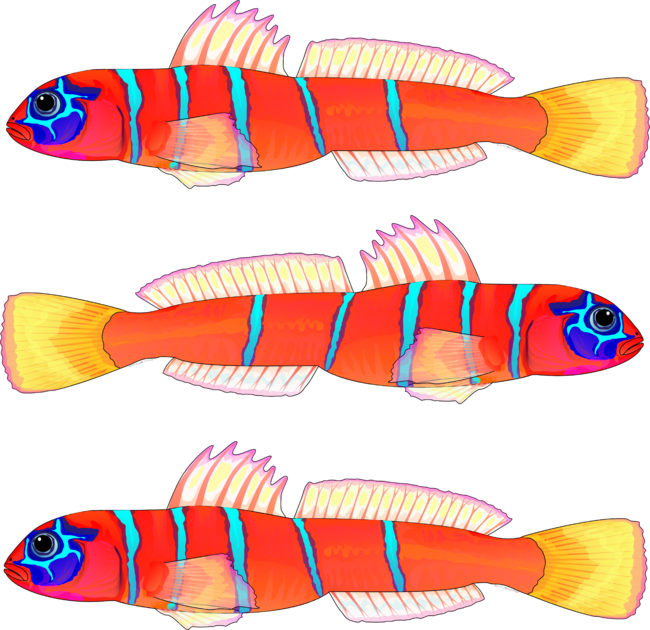 Blue-banded Goby Fish