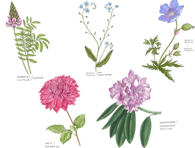 Botanical illustrations