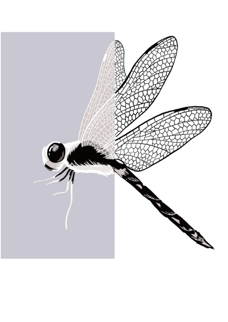 dragonfly black white art