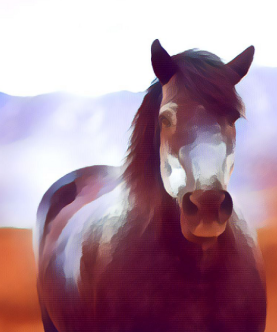 Photography Of Cool Nature Horse Animal Art by AnnaTee