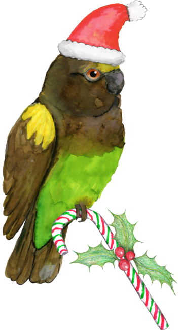 Meyer's parrot Christmas style