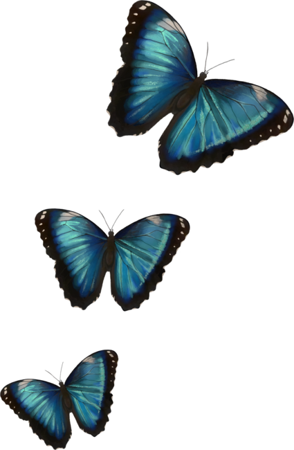 Morpho hyacintus butterflies
