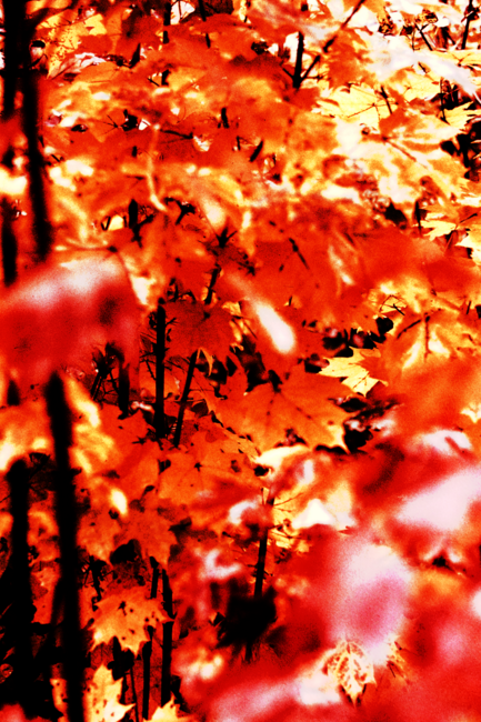 Autumn Leaves in Fire