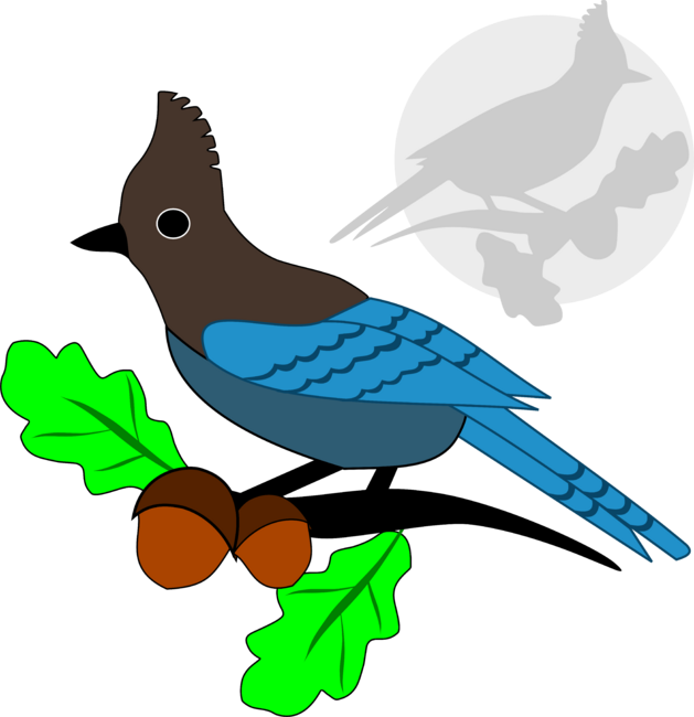 Pretty Steller Blue Jay