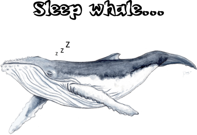 Sleep whale