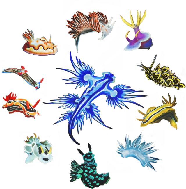 nudibrach collections