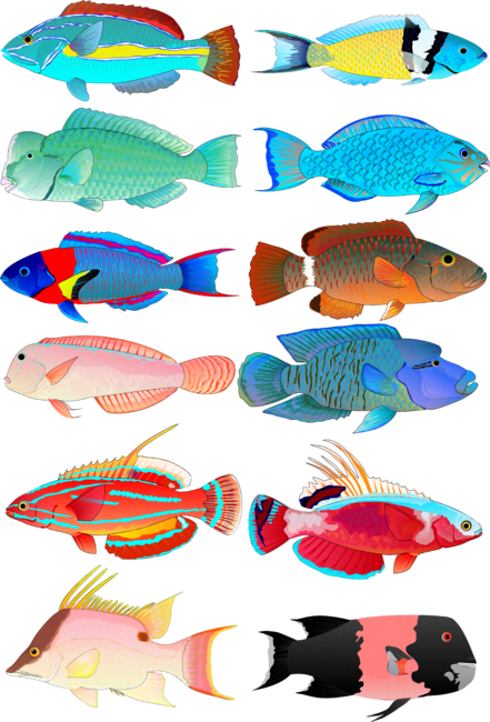 12 Wrasses and Parrotfish