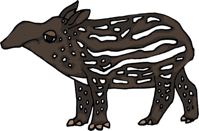 Cool Funky Funny Tapir