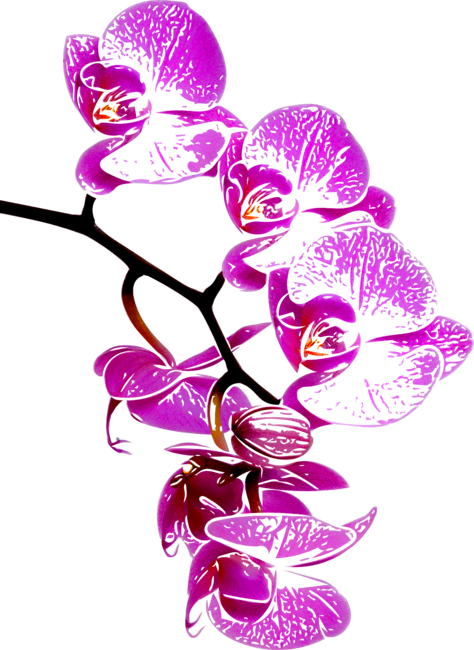 Orchid by jirkasvetlik