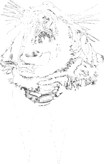 Reservoir Tiger