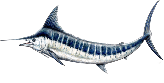 Blue Marlin (Makaira nigricans)