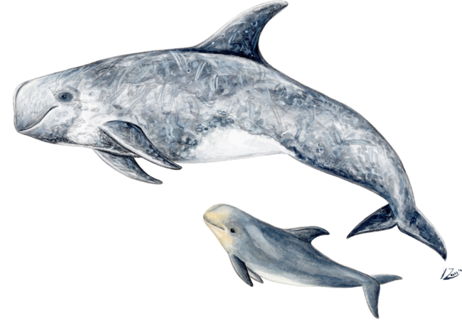 Risso´s Dolphin (Grampus griseus)