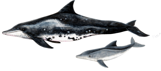 Rough toothed dolphin (Steno bredanensis)