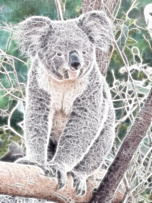 Light of the Koala