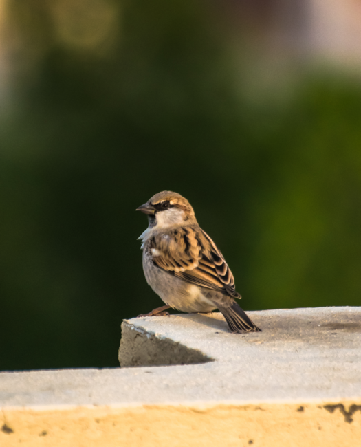 House Sparrow - Phone Cases