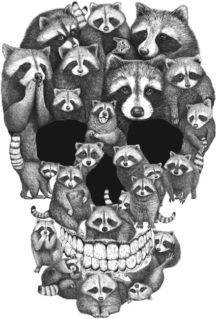 Skull from raccoons