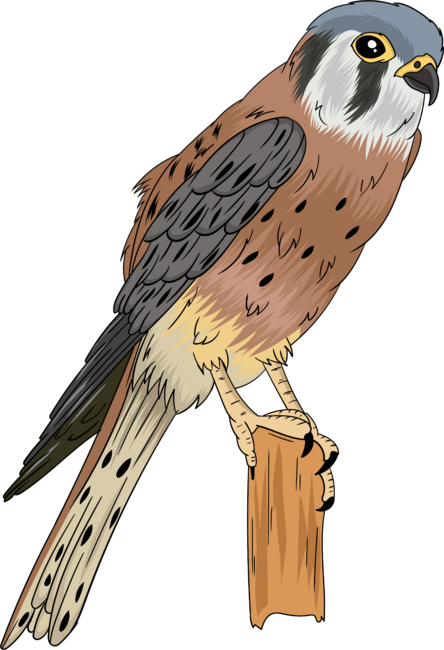 American Kestrel bird illustration